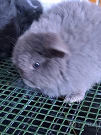 Coniglietti ariete nano