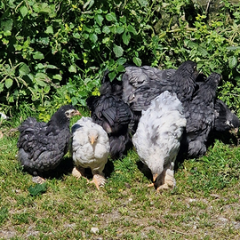 Pulcinotti di brahma