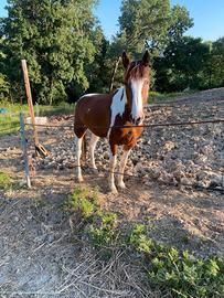 Cavallo