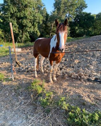 Cavallo