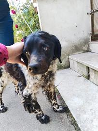 Pick, Scrutatore d' anime