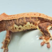 Geco ciliatus