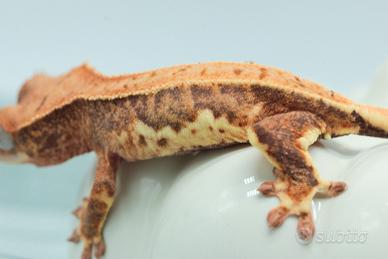 Geco ciliatus