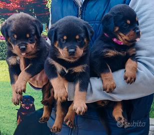 Rottweiler cuccioli