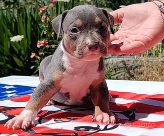 Pitbull