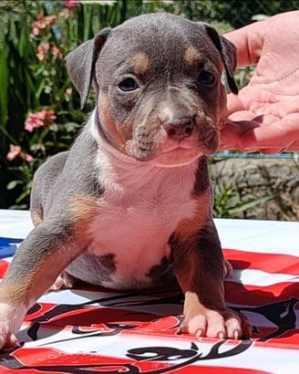 Pitbull