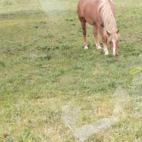 Cavallo