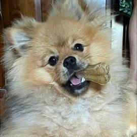 Cane per accoppiamento