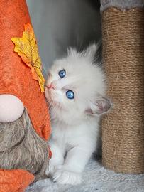 Cuccioli Ragdoll pedigree di alta genealogia