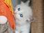 Immagine 1