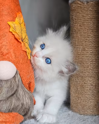 Cuccioli Ragdoll pedigree di alta genealogia