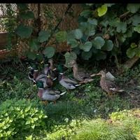 Anatre germano reale nate nel 2025