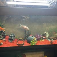 Acquario 110L