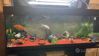 Acquario 110L