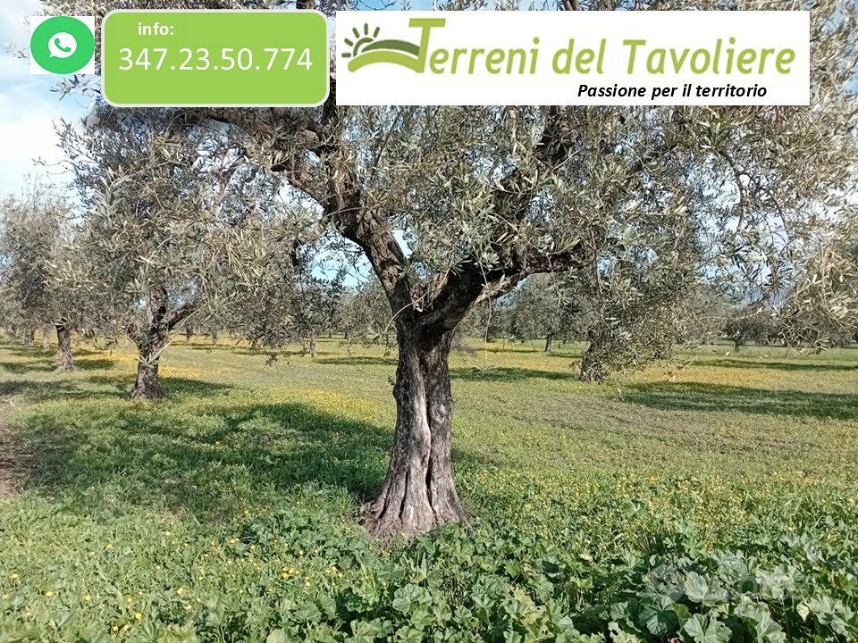 Uliveto 6.000 mq con Olivi Peranzana San Severo - Vista 3