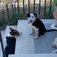 Border Collie