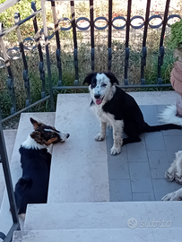 Border Collie
