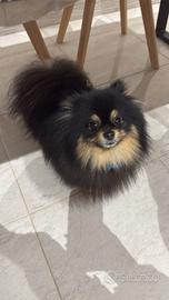 Spitz Pomerania