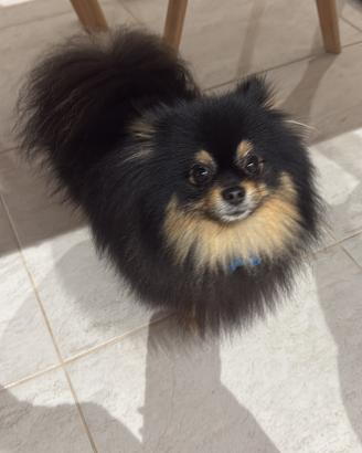 Spitz Pomerania