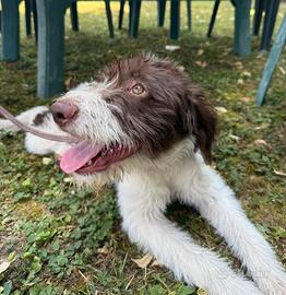 Cucciola di Spinone Italiano - razza tartufi