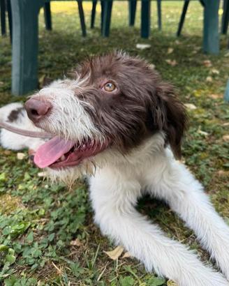 Cucciola di Spinone Italiano - razza tartufi