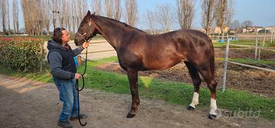 Fattrice salto ostacoli