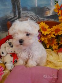 Bianchi Bianchi Piccoli Piccoli Maltesini