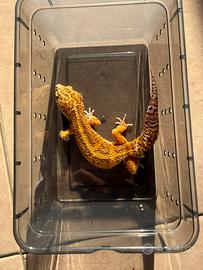 Geco leopardino