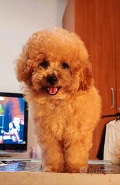 Cucciolo barboncino