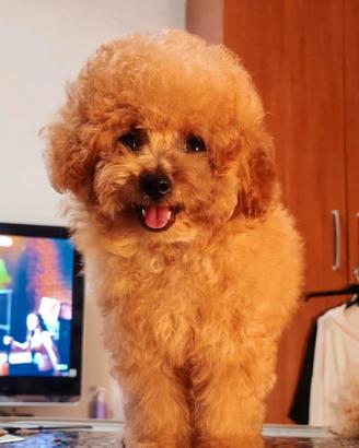 Cucciolo barboncino