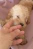 cuccioli-di-cockapoo-