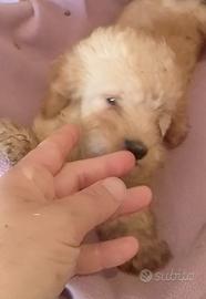 cuccioli di cockapoo 