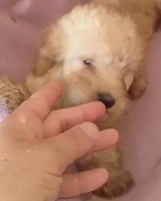 cuccioli di cockapoo 