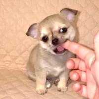 Chihuahua femminuccia pedigree ENCI -