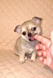 Chihuahua femminuccia pedigree ENCI -