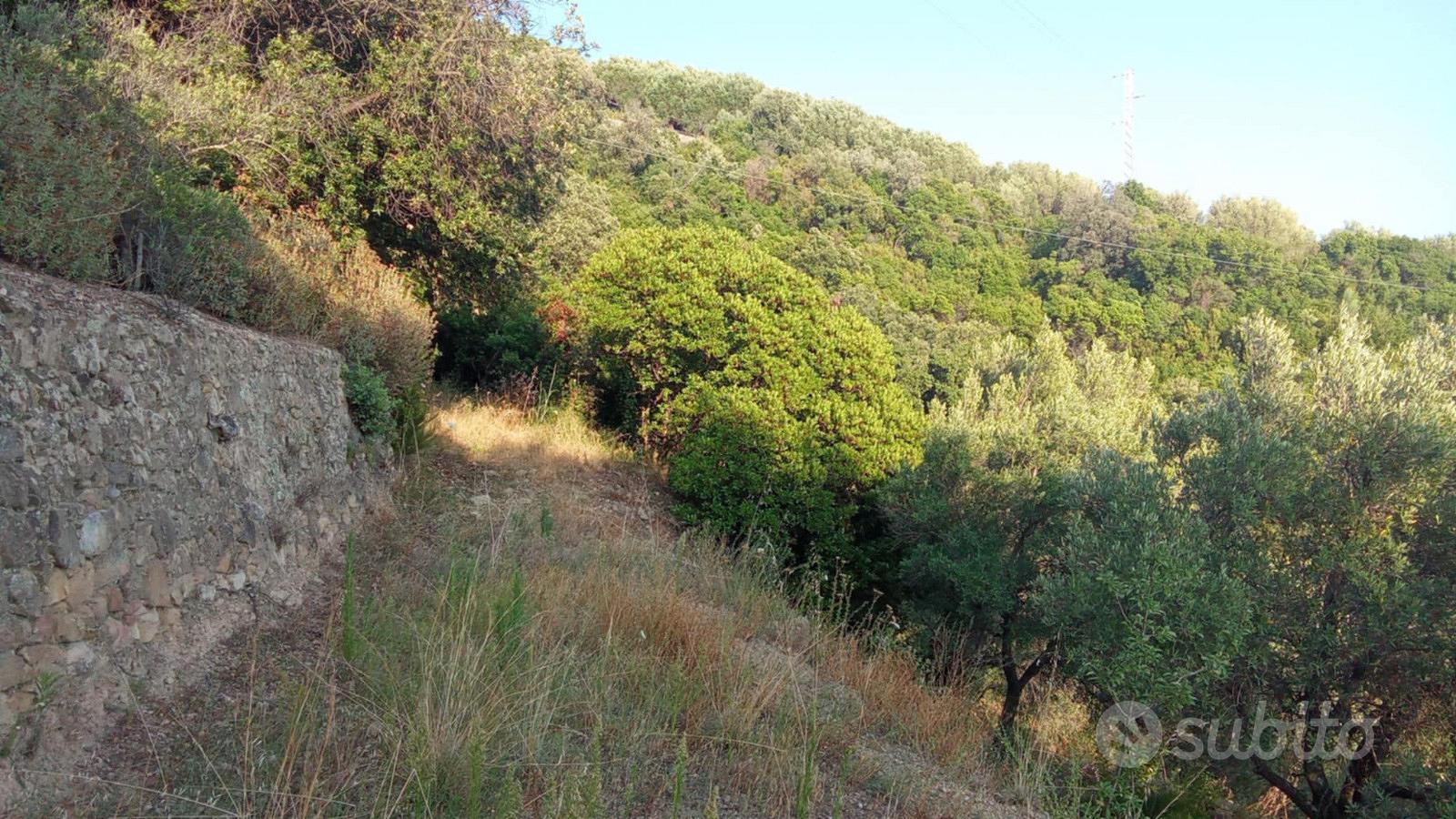 Terreno di quasi un ettaro panoramico cn ruderino - Vista 4