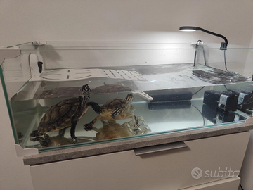 Tartarughe d'acqua dolce