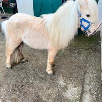 Mini Horse
