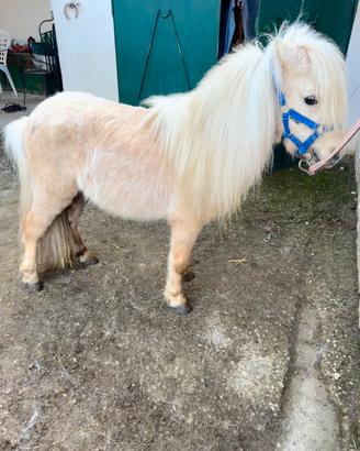 Mini Horse