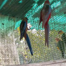 Rosella di pennant