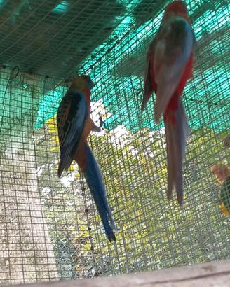 Rosella di pennant