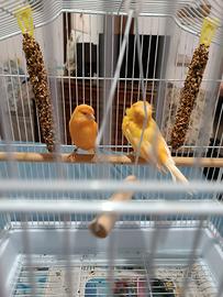 Animali