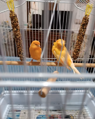 Animali