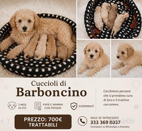 Vendita barboncino