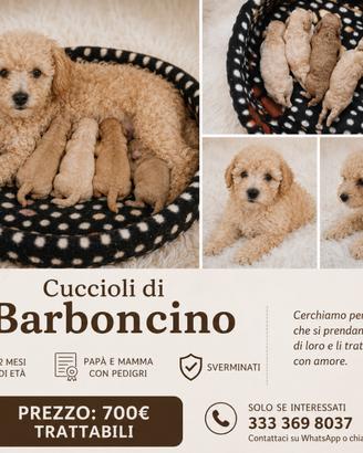 Vendita barboncino