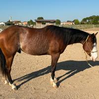 Cavallo stallone quorter