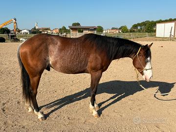 Cavallo stallone quorter