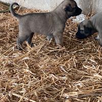 Cuccioli kangal