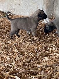 Cuccioli kangal