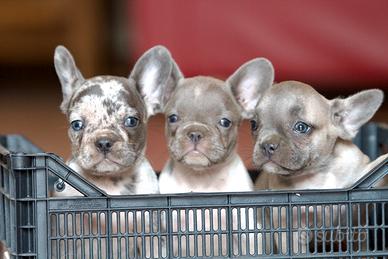 Cuccioli di bulldog francese
